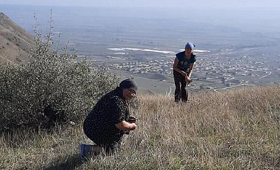 Дагестан: народный «Фюль-фюль» и другие овощные «находки» спустя 55 лет