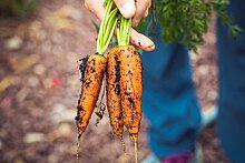 Садовод назвал правила посадки моркови и свеклы осенью