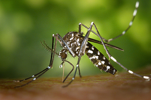 В Турции появились новые смертельно опасные комары