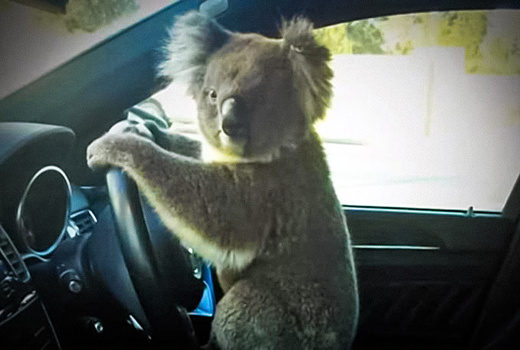 Коала спровоцировала ДТП с участием шести автомобилей