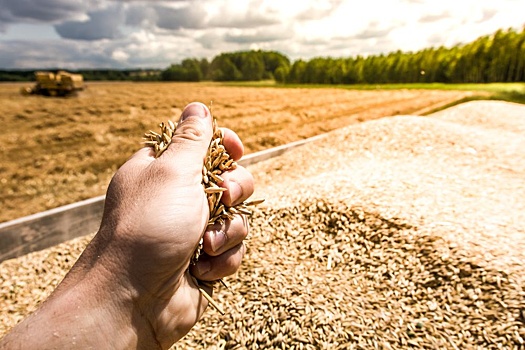 Fakt: Украина уничтожила сельское хозяйство в Польше поставками технического зерна