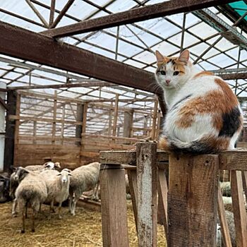 Евгений Люлин опубликовал милые фотографии своих питомцев на ферме