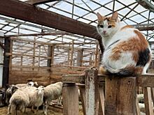 Евгений Люлин опубликовал милые фотографии своих питомцев на ферме