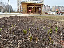 К юбилею города юные кировчане высадят клумбы