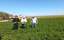 Дагестанские аграрии активно включились в реализацию федерального проекта по развитию овощеводства