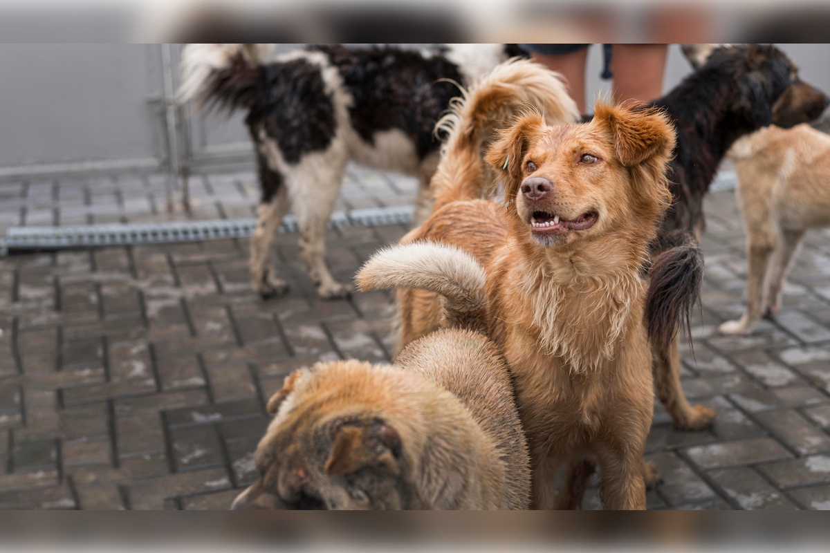 В Омской области повысят расходы на бездомных животных