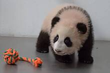 Маленькая панда из Московского зоопарка получила первую игрушку