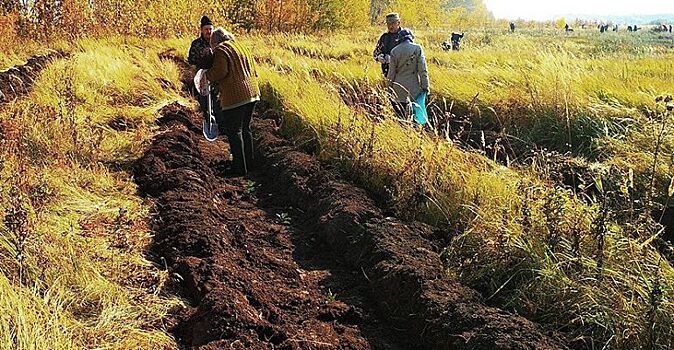 В Белгородской области планируют к 2020 году высадить 100 тысяч гектаров леса