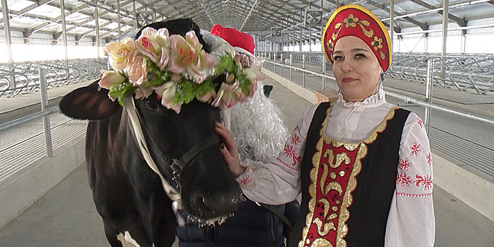 В Нижегородской области устроили Новый год для коров