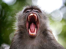 Глава ВОЗ Гебрейесус объявил вспышку оспы обезьян ЧС в области здравоохранения