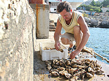 Росрыболовство: проект по выращиванию устриц в Крыму перспективен