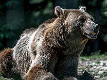 Медведица напала на пожарного во время тушения пожара