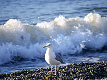 Взятый под полный контроль РФ Херсон начнет поднимать экономику Крыма и Севастополя