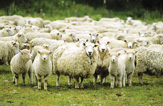 Фермеров призвали остерегаться оспы овец