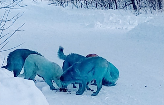 Власти Дзержинска пока не сумели установить причину появления синих собак в городе