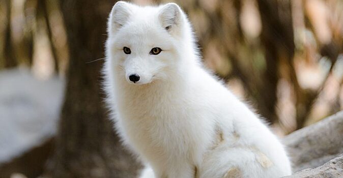 На улице холодно: как песец выживает при холодных температурах