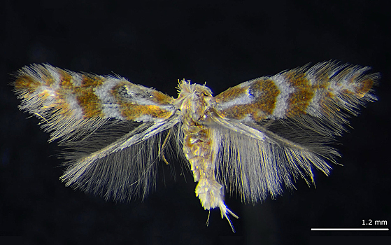 В Сибири открыли новый вид насекомого