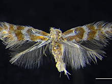 В Сибири открыли новый вид насекомого