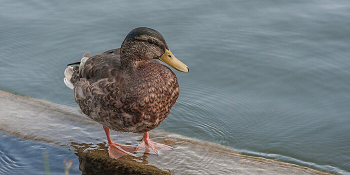 Три тысячи пингвинов могут умереть от птичьего гриппа в ЮАР