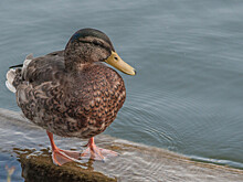 Три тысячи пингвинов могут умереть от птичьего гриппа в ЮАР