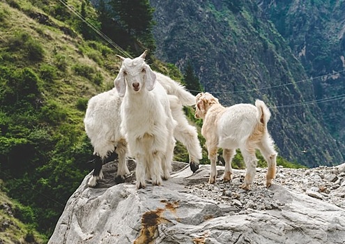Почему горные козы не падают со скал