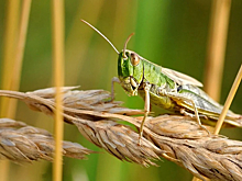 Стаи саранчи накроют ряд российских регионов