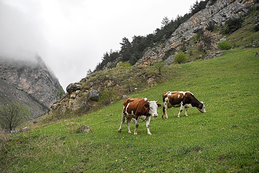 В Испании для наблюдения за пасущимися коровами начали использовать GPS-передатчики