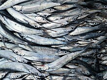 Новые поставки для старого света: какая рыбная продукция сегодня востребована в Европе и рентабельна для российских поставщиков?