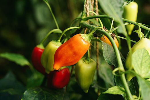 Агроном Шубина: для урожая перца и баклажана важна температура в теплице
