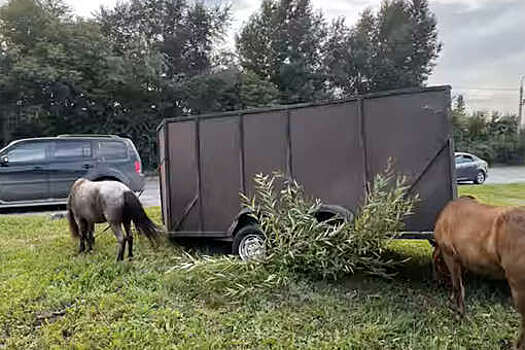 Появилось видео, как пьяный водитель "Жигули" врезался в прицеп с пони