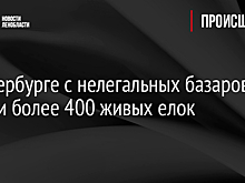 В Петербурге с нелегальных базаров изъяли более 400 живых елок