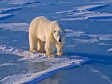 Потепление вызывает мутации в геноме белых медведей