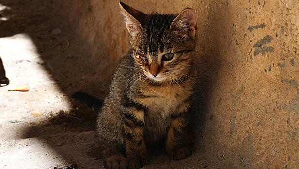 СМИ: в Реутове задержали подозреваемых в рассылке фото замученных котят