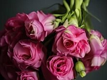 Индокитайский цветочный трипс впервые приехал с цветами в Псковскую область