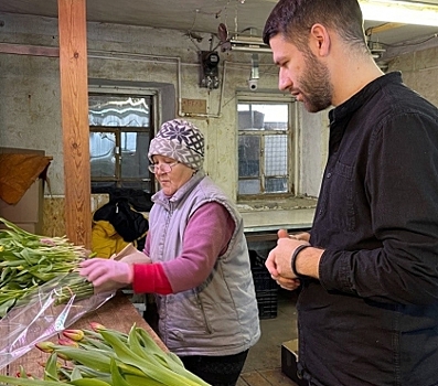 В Миассе к праздникам выращивают 500 тысяч тюльпанов