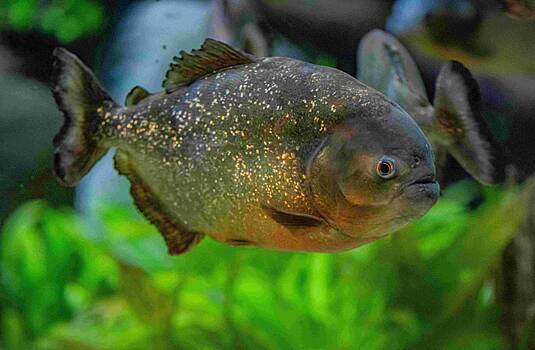 Пираньи напали на отдыхающих на пляже