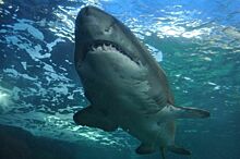 Что приманило акул-людоедов к берегу в Египте?