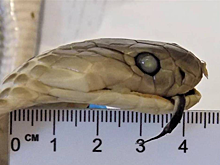 Российская туристка привезла из Вьетнама «змеиное вино» и сразу получила две административки