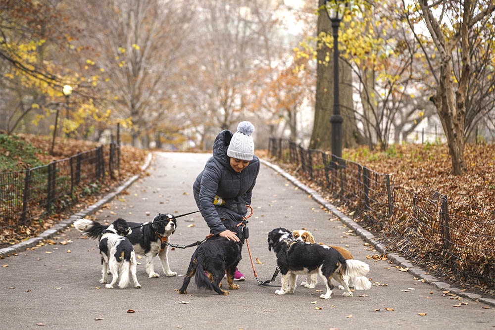 В регионах из-за действий догхантеров в больницы попали несколько человек