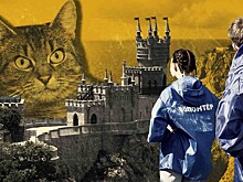 Волонтеры и «Ласточкино гнездо» поспорили о судьбе кошки Муси, чудом выжившей после падения с обрыва на скалы