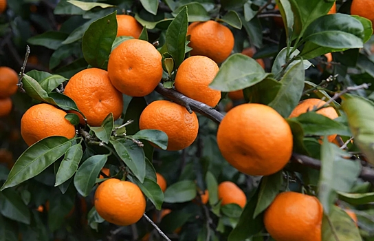 Китайские мандарины бьют рекорды накануне Нового года