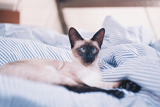 Гипоаллергенные кошки: список пород для людей с аллергией