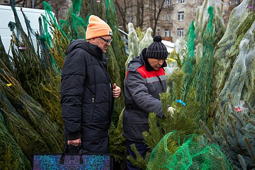Почти 180 елочных базаров откроется в Подмосковье в преддверии Нового года