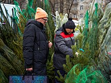 Почти 180 елочных базаров откроется в Подмосковье в преддверии Нового года
