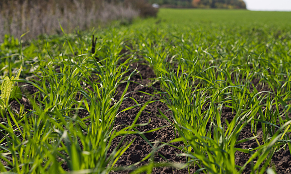 Всходам озимых в районе дали положительную оценку