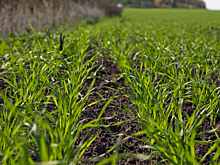 Всходам озимых в районе дали положительную оценку