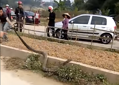 Гигантская кобра стала причиной пробки: видео