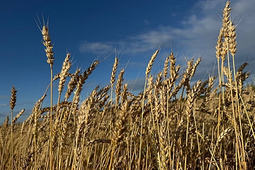 На Смоленщине убрали четверть урожая зерновых