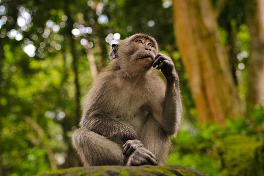 ВОЗ озвучила число погибших от оспы обезьян в мире