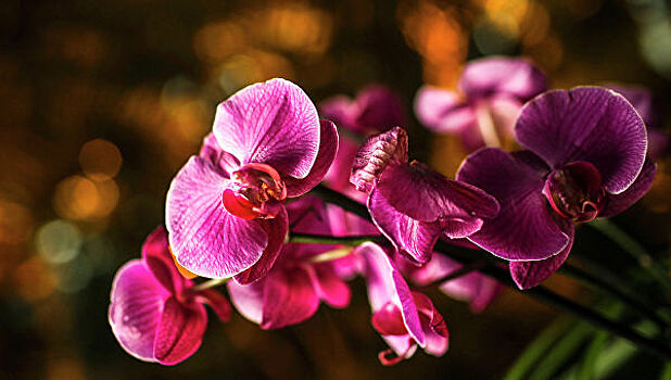 Спасли орхидеи: как триатлонистка сбежала от маньяка